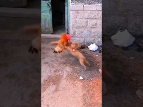 A dog and a chicken fight#short