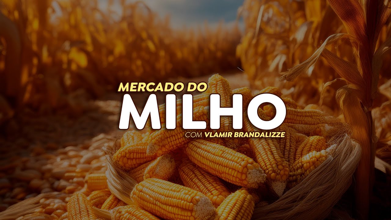 Mercado do milho pode se aproveitar da alta do dólar e ter fim de ano “diferente”.