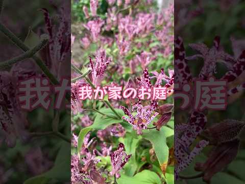 何が鳩を惹きつけるのか どのような植物が鳥を引き寄せるのか