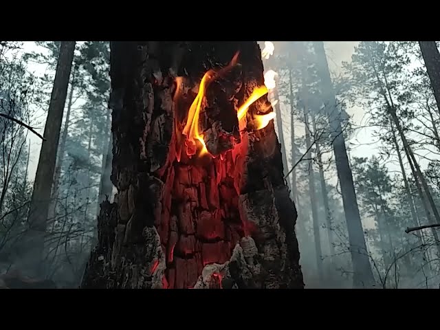 Количество лесных пожаров в регионе сократилось почти в 2 раза по сравнению с прошлым годом