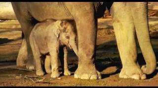 Baby Elephant Lola suckles the milk from its mother's nipples at Munich Zoo