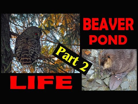 Beaver Family in Port Moody (Part 2 of 4) - "Life at the Beaver Pond"