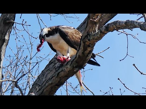 Osprey Enjoys a Fish Lunch in my Backyard with a Crow Interruption 🦅🐟🍽️🐦‍⬛