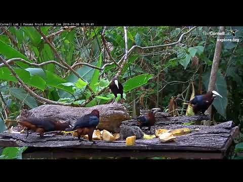 Seven Chestnut-headed Oropendolas And A Black-chested Jay – March 8, 2019