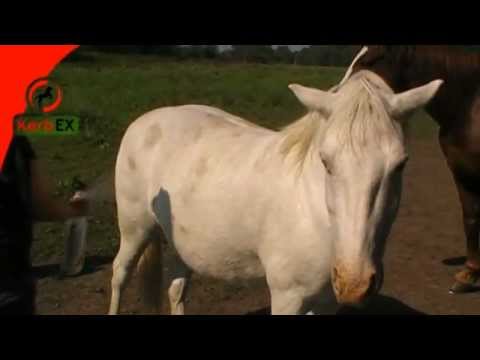 KerbEX Insektenabwehrmittel im Praxistest: so wirkt es