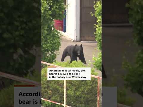 Video Thumbnail: Bear attack in Japan's Fukushima injures at least four