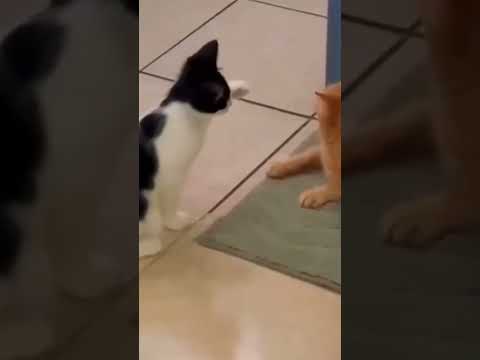 #funny #animals #comedy #cute #cutecat #cat #catlover #cats #catshorts #kitten #kitty MyMemoryTV