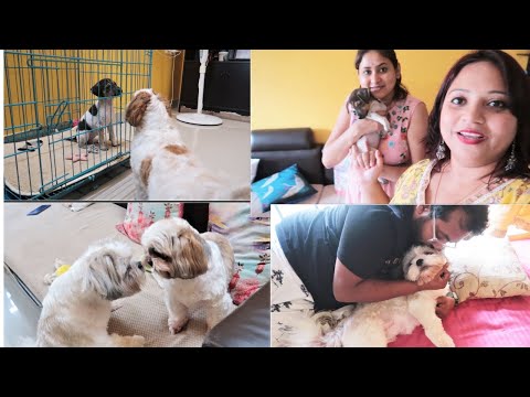 Now these 4 puppies are my family | My puppies meet their cute new friends Video