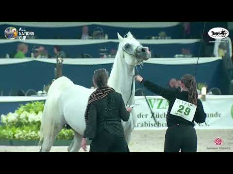 N 29 FARID EL ASSUAD   AACHEN 2022   National Championship   Stallions 4+ Years Old Class 10 12