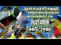 Suara Pikat Ampuh Semua Jenis Burung Liar Durasi Spesial 1 Jam Suara Pikat Ampuh Burung Kecil
