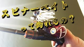 初めて スピナーベイトで釣ります。サップフィッシング帰れま１０企画　アクアマリーナ　ドリフト　サップフィッシング