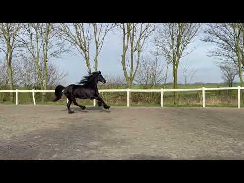 Stal Okkema's Erik - Tsjalke x Teunis - gelding - 2009 - 1.68m