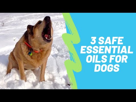 3 Safe Essential Oils for Dogs