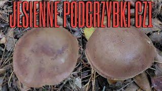 Autumn bay boletes part 1