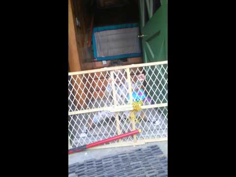 Gaab can do the splits almost at 16 nonths