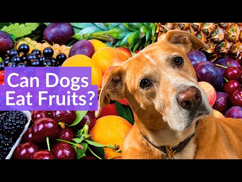 🐶 Can Dogs Eat Fruits? 🍒 A Comprehensive Guide to Safe and Unsafe Fruits for Dogs🥑