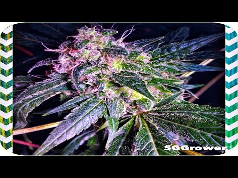 Kali Dog, first crop, in Week 10