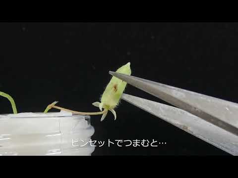 スイバ、カタバミ