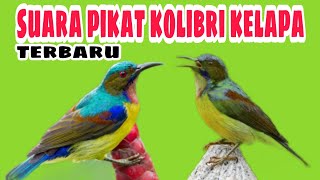 Download lagu suara pikat kolibri kelapa ribut, tembakan korlap ampuh buat pancingan mp3 Download lagu suara pikat kolibri kelapa ribut, tembakan korlap ampuh buat pancingan mp3