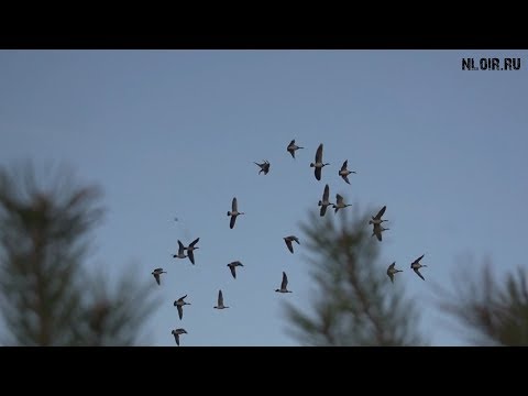 Охота на гуся осень.Охота на Севере.