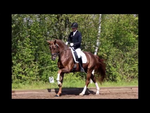 SOLD Top quality FEI dressage prospect, 2013, Grand Prix potential