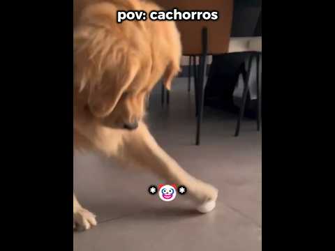 o cachorro é trabalhador I #pov #engraçado #humor