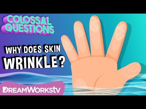 Why Does Skin Wrinkle in Water? | COLOSSAL QUESTIONS
