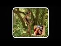 Bran Van 3000 - Afrodiziak (Official) 