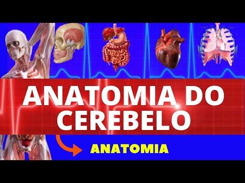 ANATOMY OF THE CEREBELLUM (HUMAN ANATOMY) - HIGHER EDUCATION - NEUROANATOMY - STRUCTURES OF THE C...