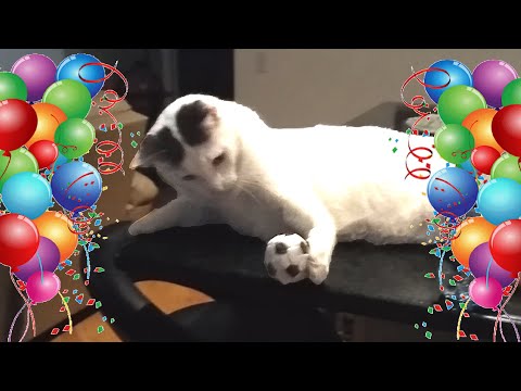 My cat celebrates his birthday by throwing everything to the ground.