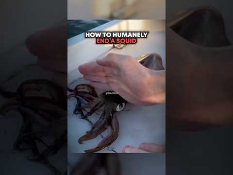 How To Humanely END A Squid 🤯