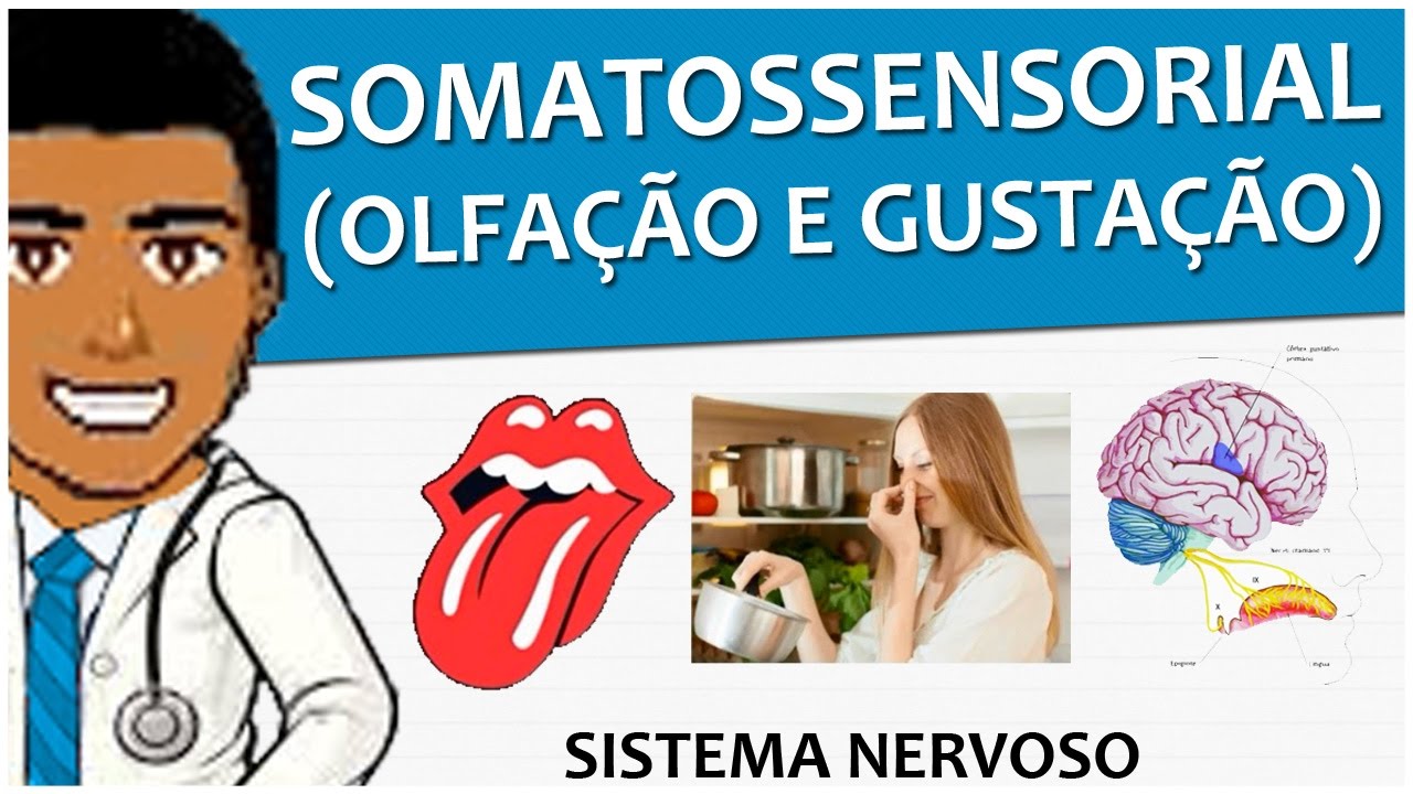 Sistema Nervoso 15 – Os Sentidos Químicos: Olfação e Gustação - Vídeo-aula