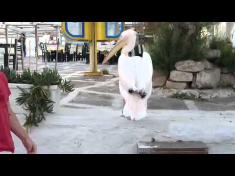 radar.gr: Edji Da Silva and Mathew Mason with Petros