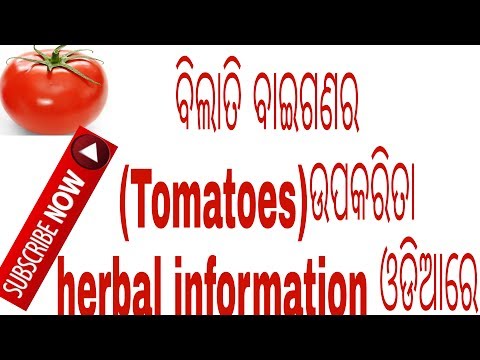 ବିଲାତି ବାଇଗଣର ଉପକାରିତା,Benefits of tomatoes in odia,herbal information - 2,varkha mohapatra Video