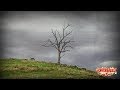 The Tree On The Hill By H P Lovecraft Weird Wilderness