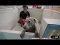 IShowSpeed Barking At The Puppy