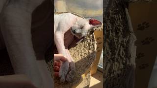 日向ぼっこで気持ち良さげな猫スルタン【スフィンクス】