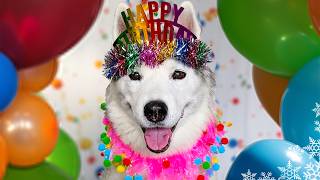 My Husky Goes Crazy Opening Her Birthday Gifts 🎂 12 Years Old!