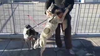 Bizou and Lillu Video 1