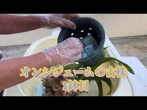 園芸 オンシジウム、誰もが手の届く範囲にあるコレクターの間で珍重される蘭