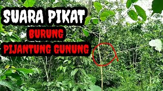 Download lagu Suara Untuk Memikat Burung Pijantung Gunung (Ampuh) mp3 Download lagu Suara Untuk Memikat Burung Pijantung Gunung (Ampuh) mp3
