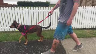 Pomsky Training – Leash Train Your Pomsky (Doggy Dan)