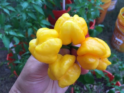 2017 Super Hot Peppers Growing Season - Ep. 10 - Small Harvest