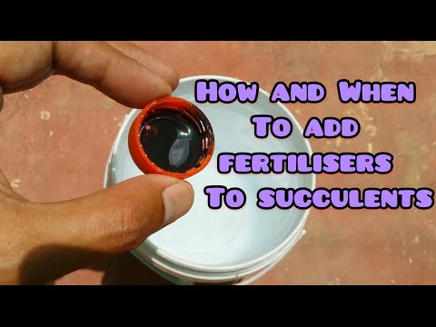 YouTube video about: Can you use succulent fertilizer on other plants?