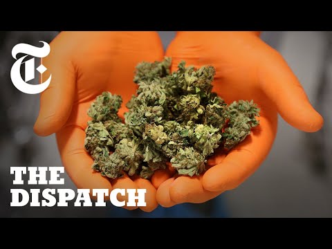 Inside Canada’s New Weed Economy: Meet the Winners and Losers | Dispatches
