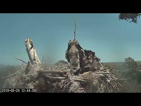 Osprey Chick Blurs Camera View With Perfect Shot! – May 20, 2019