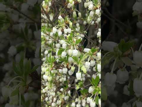 白い花を咲かせる低木: 豊富で素晴らしい花を咲かせる植物トップ 7  庭園