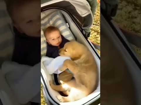 Cette vidéo est trop mignonne #love #mignonne