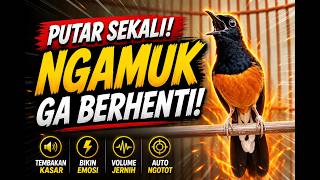 Download lagu MURAI BATU GACOR FULL ISIAN TEMBAKAN KASAR AMPUH  SANGATUNTUK MELATIH MURAI BATU EMOSI BONGKAR ISIAN mp3
