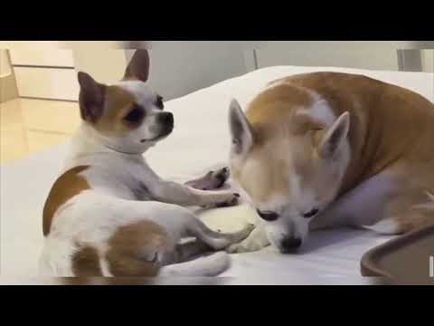 Badlay ga naseeba ek roz meri maa || SS VLOGS